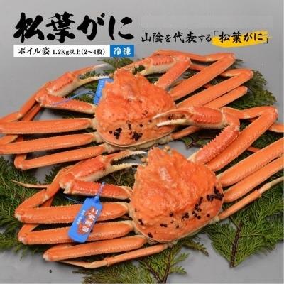 ふるさと納税 松江市 松葉がに ボイル姿 1.2Kg以上(2〜4枚)(冷凍)