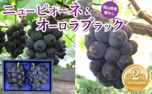 ぶどう 2026年  ニュー ピオーネ 1房と オーロラブラック 1房（1房500g前後） 産地直送 ブドウ 葡萄  岡山県産 国産 フルーツ 果物 ギフト たけまさぶどう園