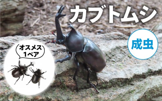 【2025年6月-8月配送】 カブトムシ(成虫)オスメス１ペア  ( 昆虫 飼育観察 自然採集 大型カブトムシ 夏休み 自由研究 生き物 自然環境学習 プレゼント 贈り物 ギフト )