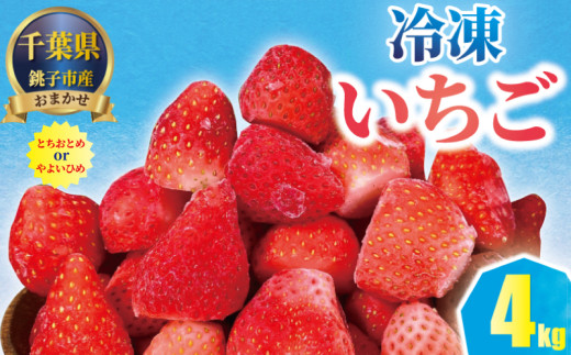 冷凍いちご 4kg ( 1kg × 4袋 ) とちおとめ やよいひめ 銚子 苺 いちご 真空パック 冷凍 フルーツ ジャム いちごジャム ストロベリー スムージー アサイー ゼリー ケーキ いちご大福 フルーツサンド ショートケーキ ふるさと納税 ふるさと納税いちご strawberry 新鮮 朝摘み 朝採り 産直 産地直送 ギフト ichigo itigo 送料無料 千葉県 銚子市 神原いちご園