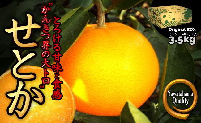 
C28-18.愛媛の高級柑橘の代名詞！「せとか」約3.5kg入
