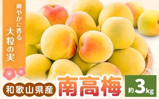 南高梅 約3kg マルツネ農園《6月上旬-7月上旬頃出荷》和歌山県 日高川町 梅 南高梅 うめ ウメ 梅酒 シロップ ジャム 手作り フルーツ 果物