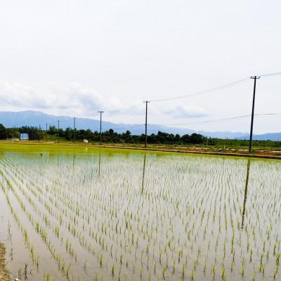 ふるさと納税 聖籠町 【精米10kg】新潟県産コシヒカリ(特別栽培米)近藤農園 |  | 01