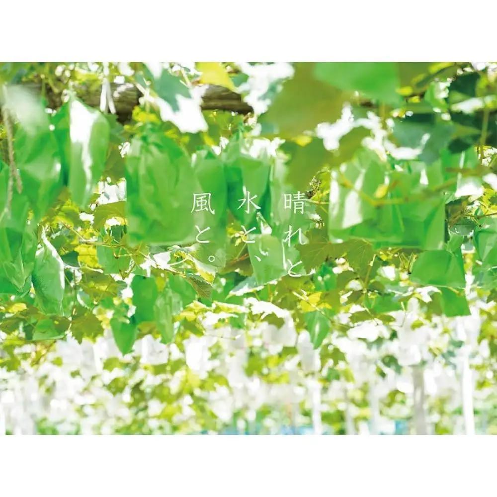 家庭用 瀬戸ジャイアンツ 2房 合計1.0kg以上 産地直送 朝採れ ぶどう 葡萄 岡山 Kawahara Green Farm 2026年 | ぶどう
