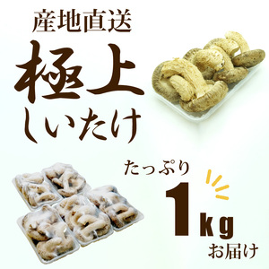 駒来ファームの 極上・肉厚 生しいたけ［ 極上しいたけ 肉厚しいたけ 生しいたけ 生シイタケ 生椎茸 安心しいたけ（椎茸） 安全しいたけ（椎茸） 国産しいたけ（椎茸） 採れたてしいたけ（椎茸） 新鮮し