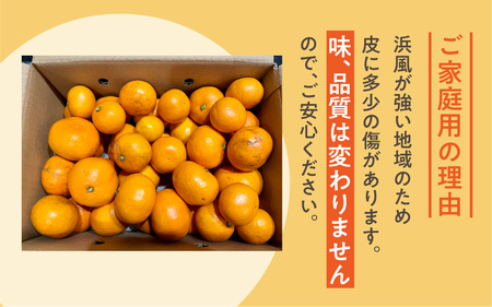 【先行予約】渥美半島の伊良湖みかん 10kg（箱重量を含む ）訳あり　 みかん ミカン 蜜柑 送料無料 フルーツ 果物 大容量 渥美半島みかん 甘い 濃厚みかん コク ジューシー  ご自宅用みかん 田