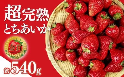 いちご【1月以降発送】朝採れとちあいか レギュラー 約270g×2パック 合計 約540g | いちご 栃木県 茂木町