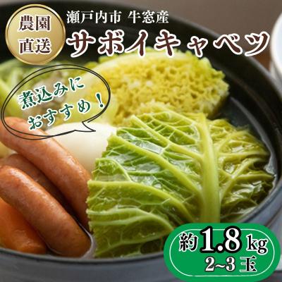 ふるさと納税 瀬戸内市 瀬戸内牛窓産 サボイキャベツ 約1.8kg(2〜3玉)[No.5735-1022]