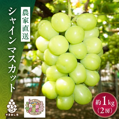 【先行受付】シャインマスカット 1kg (2房) 農家直送 世界農業遺産認定地特産【配送不可地域：離島】
