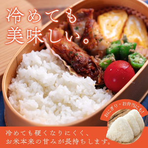 令和6年度産 きぬひかり10kg ※お届け日指定不可※ / 白米 お米 キヌヒカリ 由良町 精米 和歌山【jahd009】