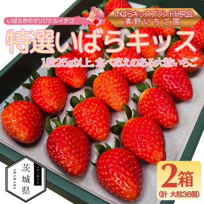 【ふるさと納税】茨城県産いちご 茨城県オリジナル品種【特選いばらキッス】 計36粒(2箱)大粒・厳選 濱野いちご園【配送不可地域：離島・北海道・沖縄県・中国・四国・九州】【1707679】