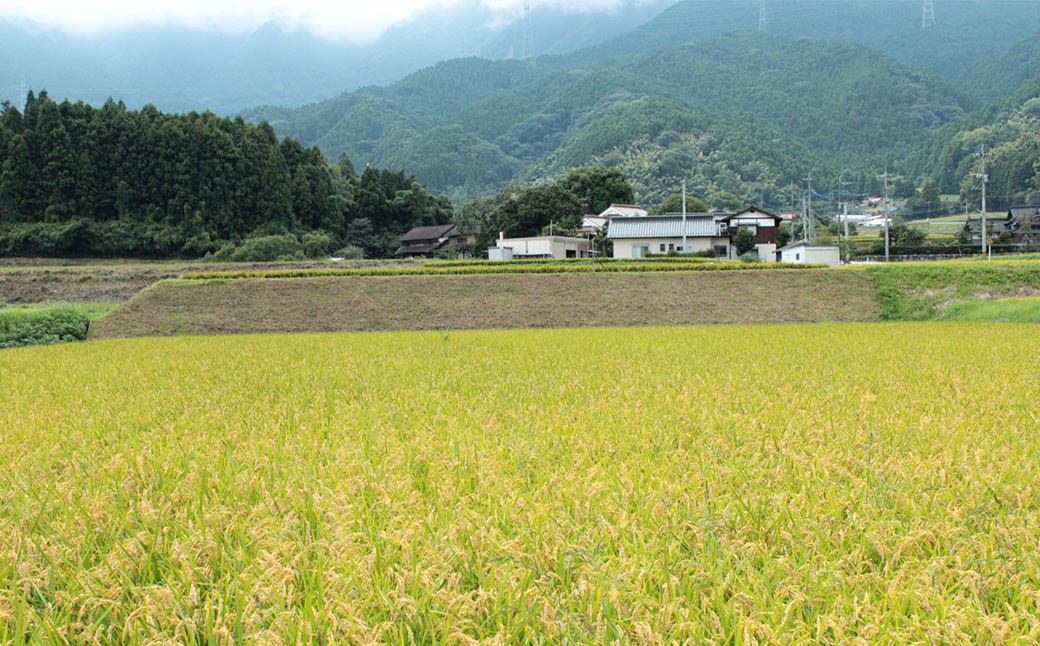 福岡県産元気つくし 研ぐお米 10kg お米 ご飯 ブランド米