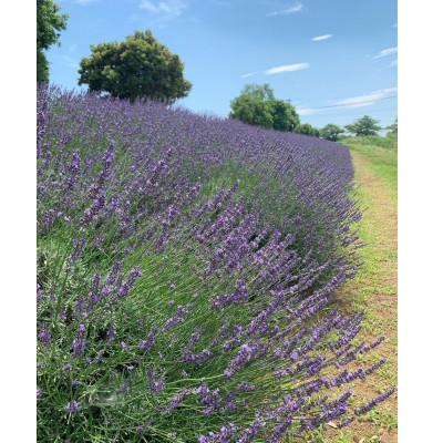 ふるさと納税 久喜市 菖蒲産ラベンダー精油(エッセンシャルオイル)3ml |  | 01