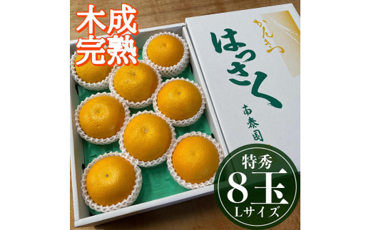 
            4月 まで 木成 完熟 させた 有田 はっさく 特秀 L × 8玉 化粧箱 南泰園 みかん
          