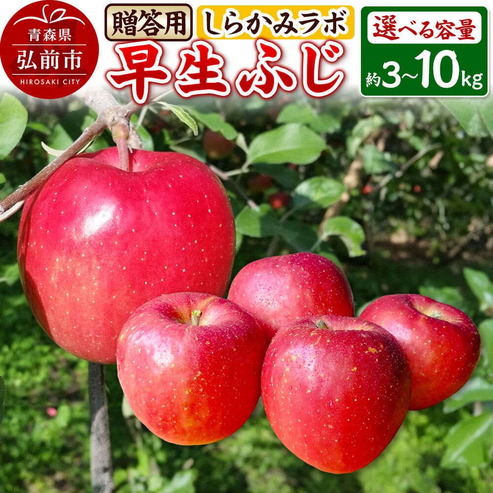 【ふるさと納税】りんご【26年10月発送】早生ふじ【贈答用】【選べる 約3kg／約5kg／約10kg】しらかみラボ 青森県 弘前市 果物 フルーツ 林檎 リンゴ くだもの ギフト 贈り物 [先行予約 産地直送 アップル おいしい 果実 美味 甘い 赤色]