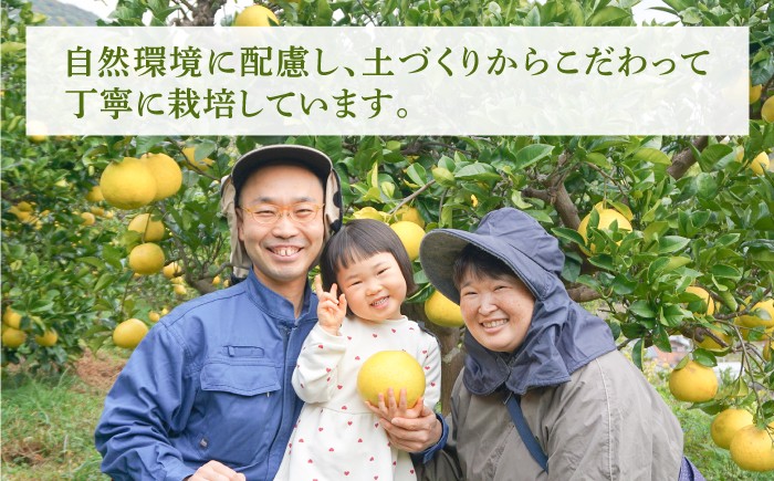 文旦 ぶんたん 土佐 柑橘 高知県産 フルーツ お取り寄せ 訳あり 先行予約