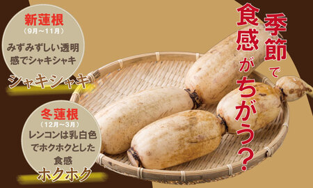 【先行予約】佐賀県産泥付きレンコン（3kg） レンコン 蓮根 野菜 れんこん A085-021