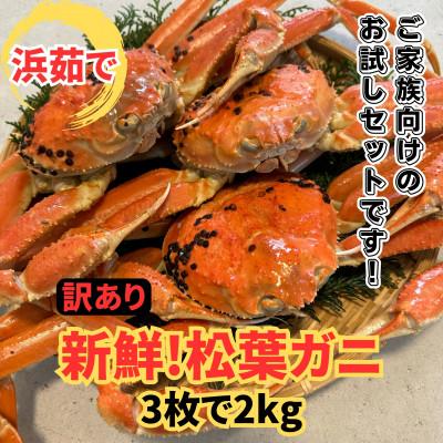 ふるさと納税 岩美町 鳥取網代港【訳あり】浜茹で!松葉ガニ2kgセット【さかなや新鮮組】