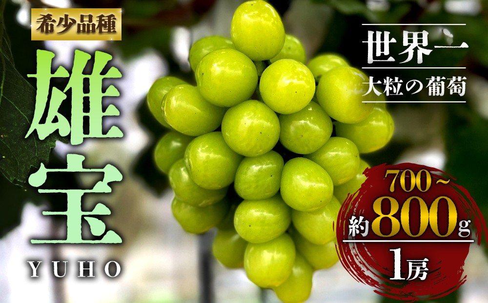 
                  【10月上旬以降順次発送】雄宝 1房 約700g～約800g 希少品種 シャインマスカットを改良してつくられた希少なぶどう！ 白ぶどう ぶどう 葡萄 希少 果物 高糖度 くだもの フルーツ 秋 秋の味覚 新鮮 期間限定 皮ごと 大粒 ブドウ お取り寄せ 産地直送 甘い ジューシー 美味しい みずみずしい 瑞々しい サクサク 贈り物 ギフト 贈答品 熊本県 阿蘇市
                