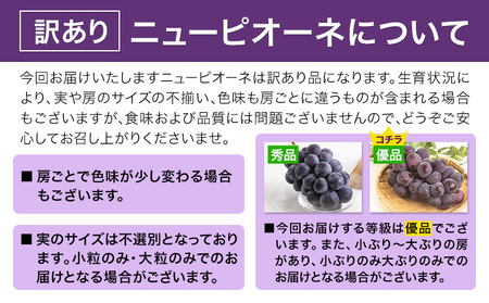 訳あり ニューピオーネ 約600g《9月中旬-11月上旬頃出荷(土日祝除く)》｜ピオーネピオーネピオーネ