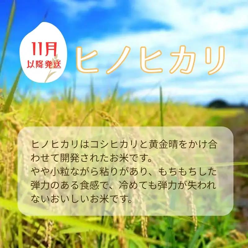 お米 令和7年産 5kg ヒノヒカリ 特別栽培米  先行予約  【2025年11月以降発送】 精米 米 こめ コメ 白米 ごはん ライス 愛媛 伊予市｜C149