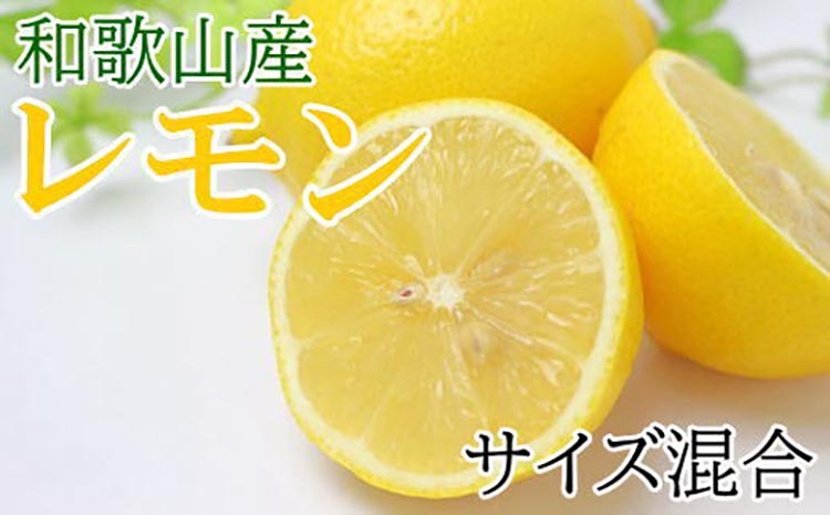 【産直】和歌山産レモン約5kg（サイズ混合） ※2026年3月中旬～5月上旬頃に順次発送予定