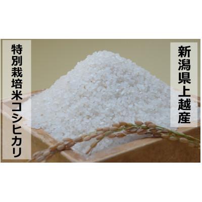 ふるさと納税 上越市 【令和7年産】新潟県上越産特別栽培米こしひかり5kg　精米 |  | 01