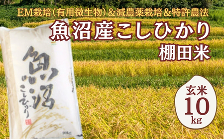 【令和8年 先行予約】魚沼産コシヒカリ棚田米 玄米10kg(10キロ×1) 佐藤農場 | 新潟県 コシヒカリ おこめ
