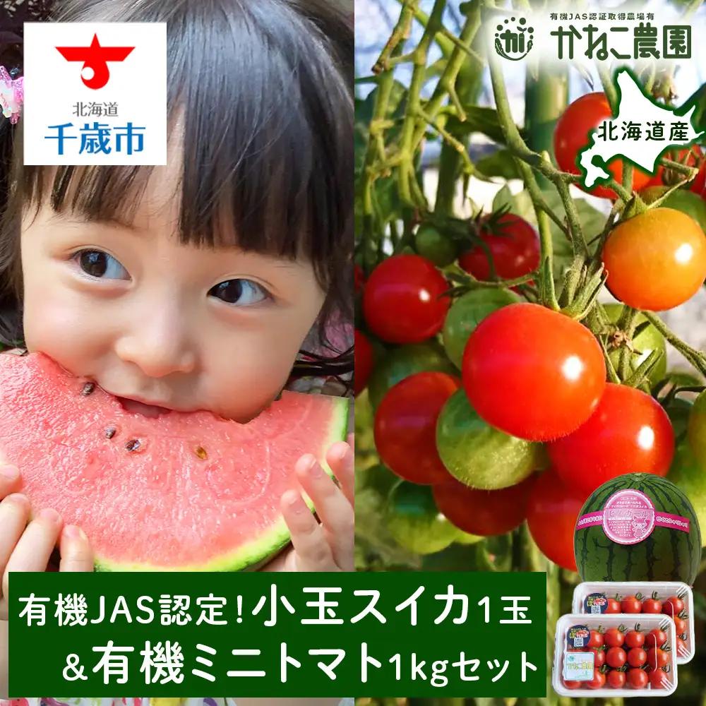 【2026年8月中旬より発送】有機JAS認定！小玉スイカ１玉＆有機ミニトマト500ｇ×2【かねこ農園】 小玉西瓜 ピノガール トマト 有機 野菜 北海道ふるさと納税