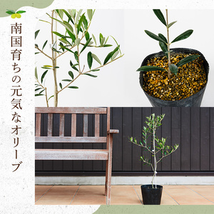 No.1253 ＜数量限定＞オリーブの苗(1本)鹿児島県産 苗 観葉植物 オリーブ 国産 シンボルツリー 庭木 内祝い ギフト 贈答 プレゼント 観賞 苗木【鹿児島オリーブ】