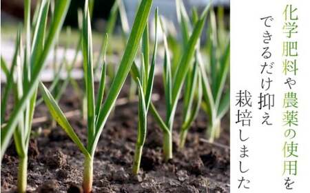 にんにく 奈良県葛城産 訳あり 約1kg(500g×2袋)  【入金確認後１か月以内に発送】葛城市【smlk017】