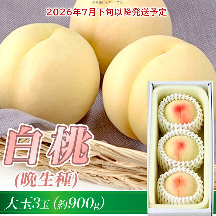 【ふるさと納税】白桃 岡山 桃 もも モモ 岡山の桃 晩生種 おかやま夢白桃 白麗 瀬戸内白桃 スイーツ フルーツ 果物 お取り寄せ ギフト 贈答用 デザート 旬 大玉 岡山の白桃（晩生種） 大玉3玉（約900g）【26年7月下旬以降に順次発送】