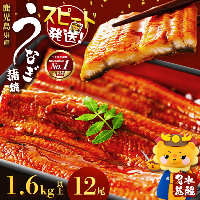 【ふるさと納税】【10営業日以内に発送】【数量限定】うなぎ 養殖日本一！鹿児島県産 うなぎ 蒲焼 名水慈鰻 12尾(1尾あたり約120g~160g)＜計約1.6kg＞たれ・山椒付き うなぎ 鰻 ウナギ 蒲焼き 国産 鹿児島県産 鹿児島 大容量【鹿児島鰻】