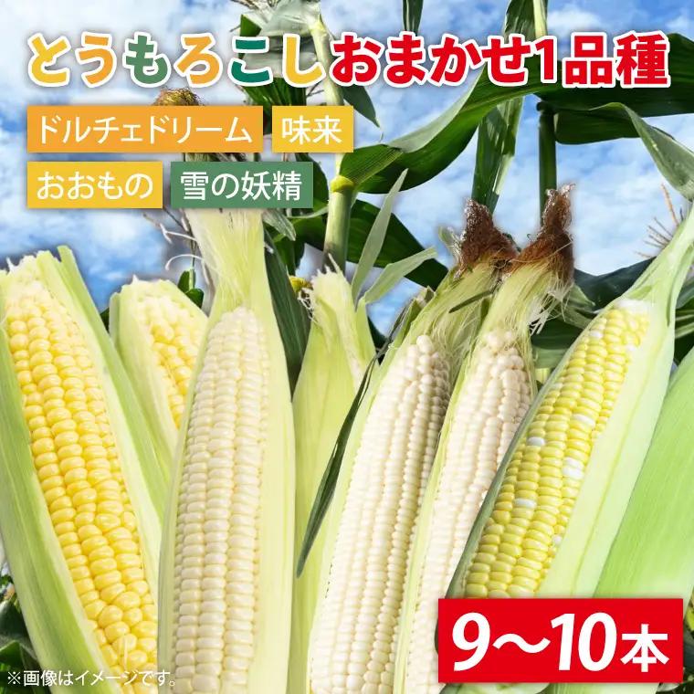 【数量限定】とうもろこし おまかせ1品種（9～10本） 茨城県 水戸市（IW-1）