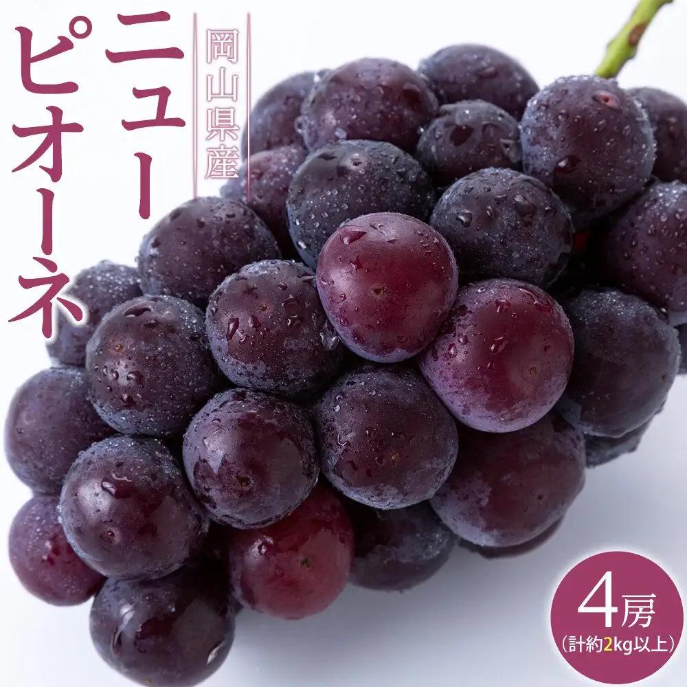 ぶどう 2026年  ニュー ピオーネ 4房（合計約2kg） 葡萄  岡山県産 フルーツ 果物 ギフト| ピオーネ