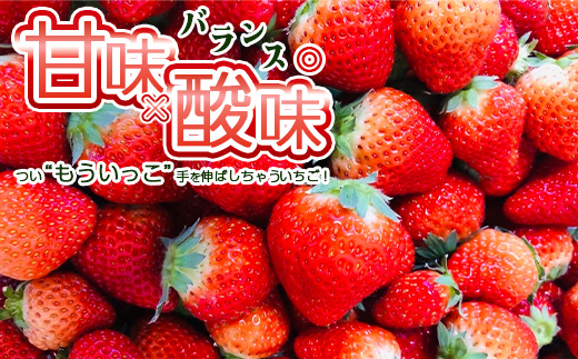 【完熟収穫】いちご　もういっこ　250g×4パック　【04324-0319】