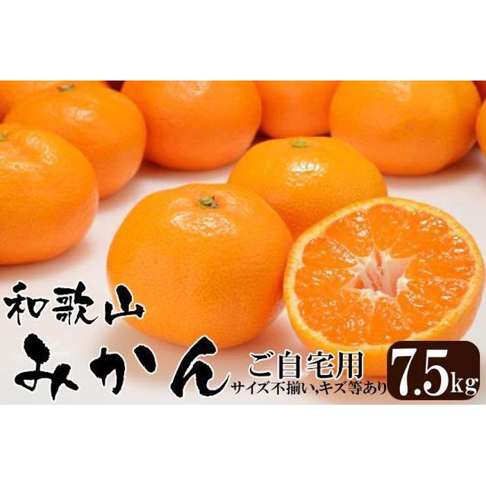 【ふるさと納税】みかん 和歌山産 ［訳あり］ミカン 7 . 5kg ［ご自宅用・サイズ不揃い・キズ等あり］ | フルーツ 果物 くだもの 食品 人気 おすすめ 送料無料