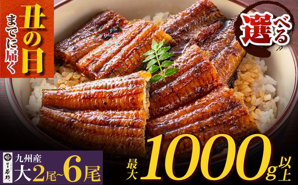 
            国産うなぎ蒲焼大サイズ2尾～6尾（計330g～1000g以上）鰻蒲焼用タレ・山椒付 うなぎ生産量日本一鹿児島県産・宮崎県産・熊本県産 うなぎ 鰻 国産 うなぎ蒲焼き うな重 ひつまぶし 国産鰻 ウナギ 蒲焼 人気 鰻 おすすめ タレ 山椒 鰻 6尾 大容量 鰻 うなぎ ウナギ 国産 福智町 U61
          