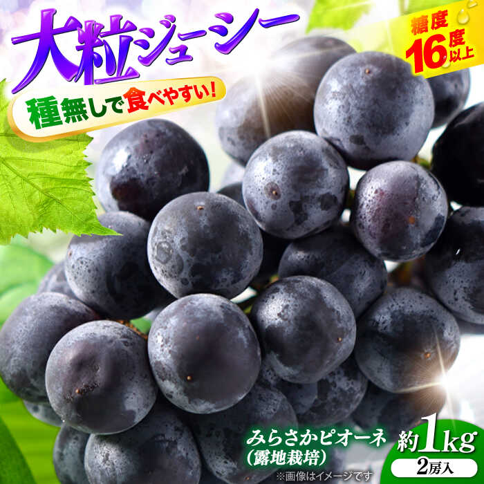 【ふるさと納税】【数量限定・2026年先行予約】 ピオーネ みらさかピオーネ（露地栽培）1kg 2房入 ＜8月下旬頃から順次発送＞ぶどう ピオーネ 葡萄 ブドウ フルーツ 種なし 果物 人気 おすすめ 特産品 広島 三次 ふるさと納税 三次市/みらさかピオーネ直売所[APBE003]