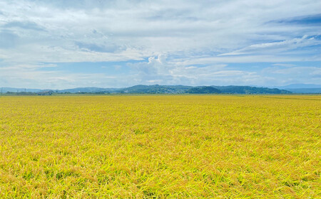 【令和5年産】平泉町産もち米 こがねもち 5kg / お米 こめ もちごめ 令和5年産 産地直送 国産 もち米の王様 年末 お正月 餅つき お餅 お雑煮 ぞうに お赤飯 おはぎ ぼたもち ギフト プレ