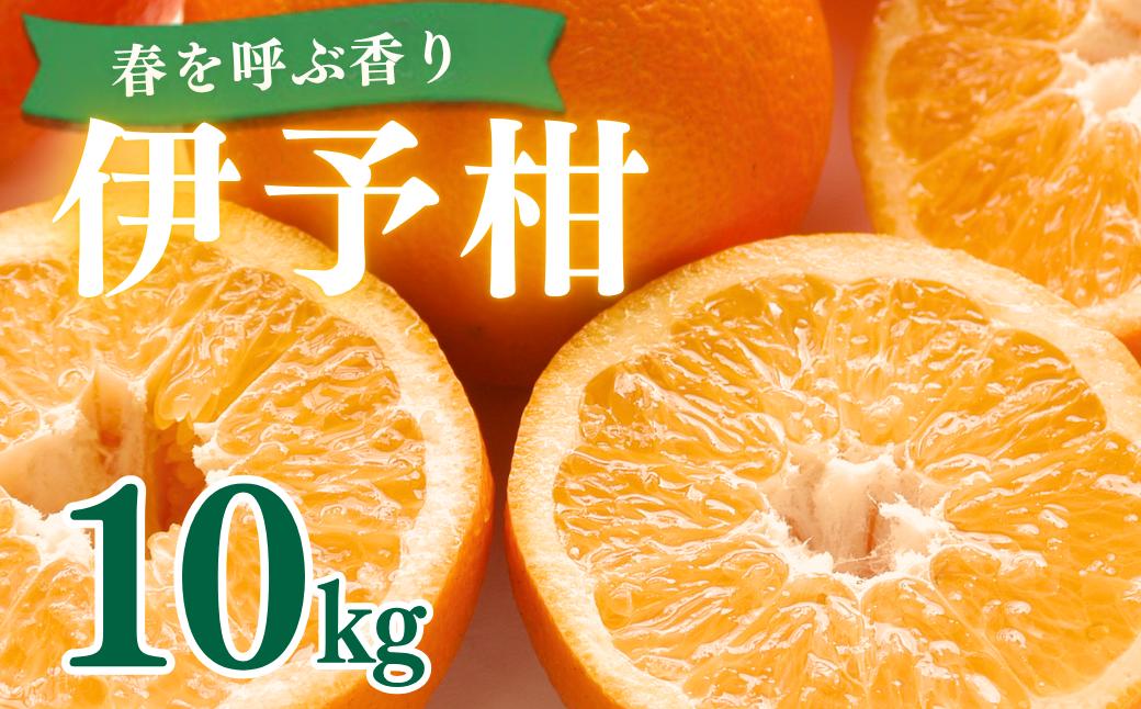 
                  【先行受付】愛媛県産伊予柑 10kg 2L～L | 伊予柑 いよかん イヨカン 伊予かん 愛媛みかん 愛媛県産 愛媛 柑橘 柑橘類 みかん ミカン 蜜柑 果物 フルーツ 国産フルーツ 国産果物 旬の果物 産地直送 お取り寄せ お取り寄せフルーツ 家庭用 ご家庭用 自宅用 大容量 10キロ 箱入り 箱詰め 箱買い オレンジ系柑橘 柑橘セット 青果 生果 農産物 愛媛県 上島町 愛媛県上島町  
                