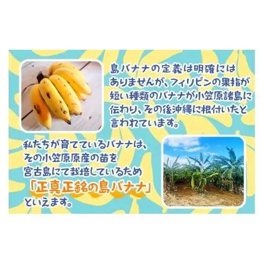 JH008　宮古島産バナナ3?【（株）フラモン】