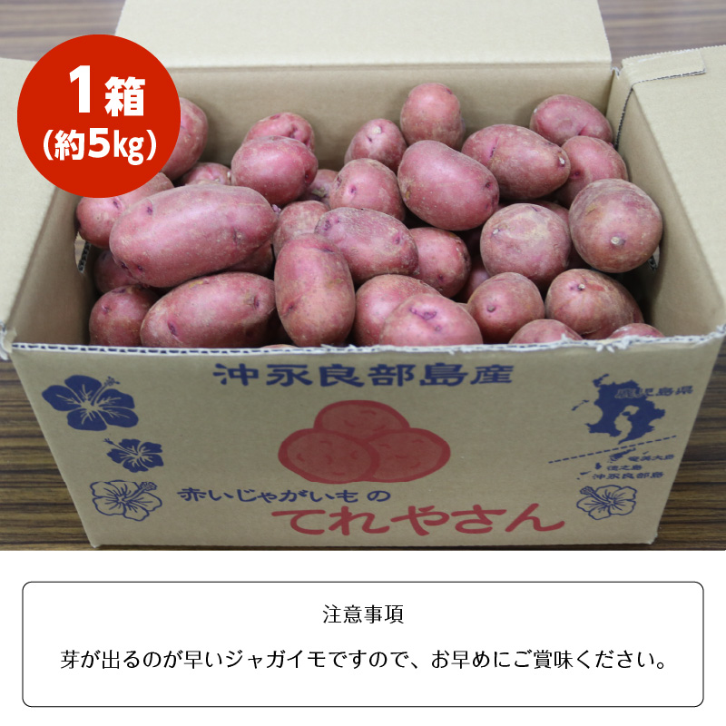 【1月お届け】人気の赤いジャガイモ　てれやさん　乳酸菌育ち！！