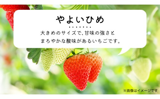 【 先行予約 】 【 定期コース 】 厳選 いちご 2パック 【 毎月 第1木曜に全3回発送 初回発送 2027年1月7日 】  （常陸太田市 共通返礼品 ) 約260g×2パック いばらキッス ひた