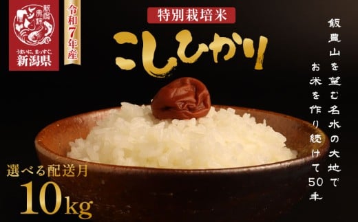 【2026年1月発送】 令和7年産 特別栽培米コシヒカリ 10kg 新米 先行予約 減農薬 特栽米 新潟県産コシヒカリ 新潟米 新発田産 新潟 米 させ農園 新潟県 新発田市 sase002_202601