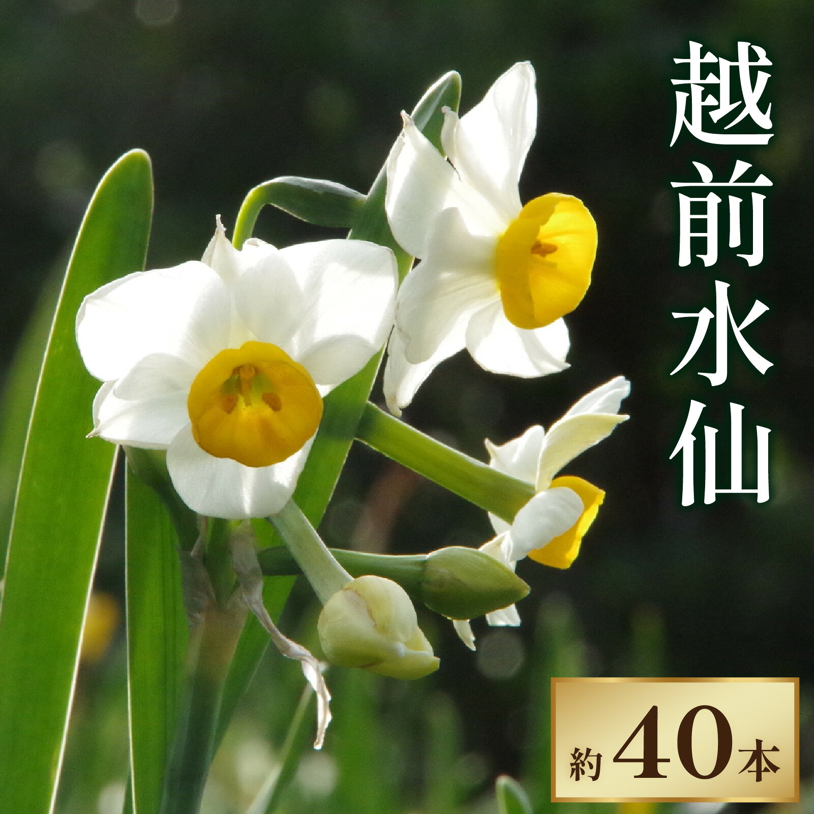 【ふるさと納税】【先行予約】越前水仙 生花（切花） 約40本【2026年12月より順次発送】/ 花 生花 切花 水仙 40本 越前水仙 国産 冬 お正月 華道 アレンジメント 年越し 南越前町 福井県 県花 送料無料 [B-020021]