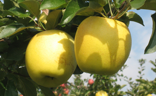 JAながの りんご　シナノゴールド【秀品】約10kg 果物 フルーツ リンゴ おやつ 離乳食 秋の味覚 甘い 美味しい 長野県産 デザート 食後