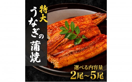 
                  【選べる内容量】特大うなぎ蒲焼200g（2尾～5尾） | ふるさと納税 うなぎ 蒲焼 うなぎ蒲焼 鰻 うな重 うなぎ丼 タレ付き 冷凍 お取り寄せ ギフト 人気 土用の丑の日 九州 グルメ 高級食材
                