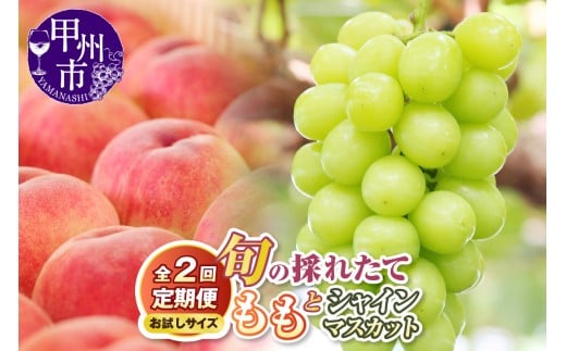 【定期便】【お試しサイズ】旬の採れたて2回定期便（桃・シャインマスカット）【2026年発送】（HO）B14-1410