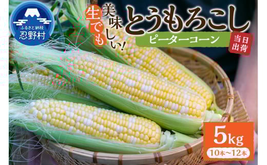 《先行予約》 富士北麓忍野村の気候、水、自然で作られた朝採りトウモロコシ（ピーターコーン）※2025年8月上旬～9月下旬頃に順次発送予定